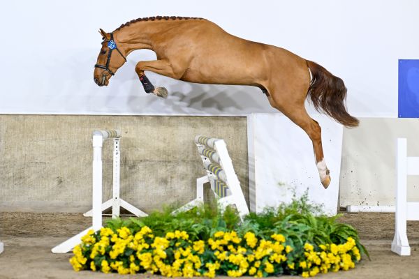 Zangersheide Stallion Auction @ Sentower Park 2025 - Explore